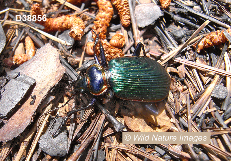 Fiery Searcher (Calosoma scrutator)